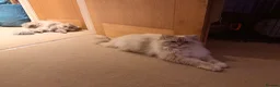 Persian cats for sale: 7 beautiful Persian x Ragdoll kittens - Advert 4