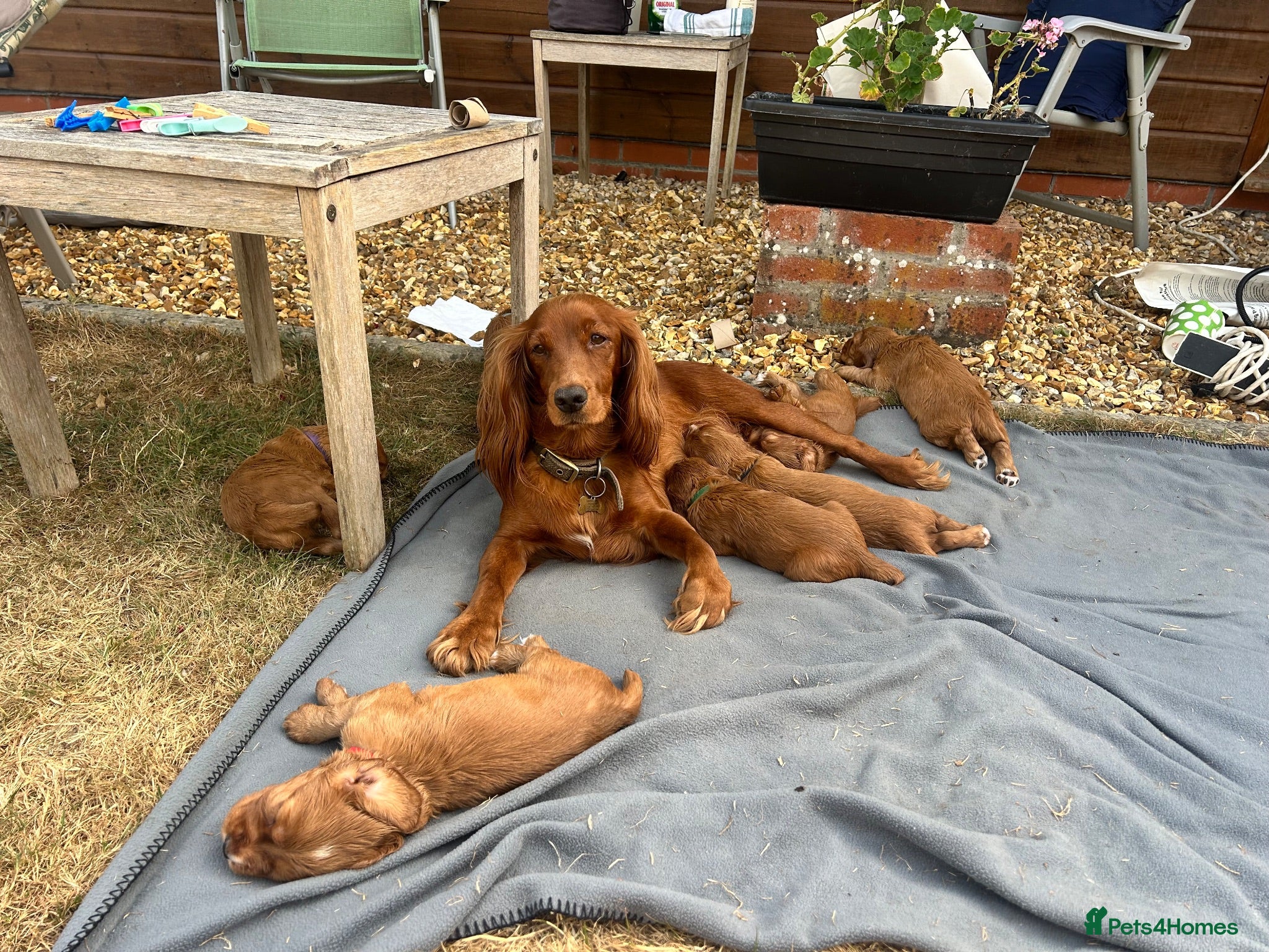 Cocker Spaniel dogs Red Working Cocker Spaniels - Advert 2