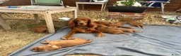Cocker Spaniel dogs for sale: Red Working Cocker Spaniels - Advert 5