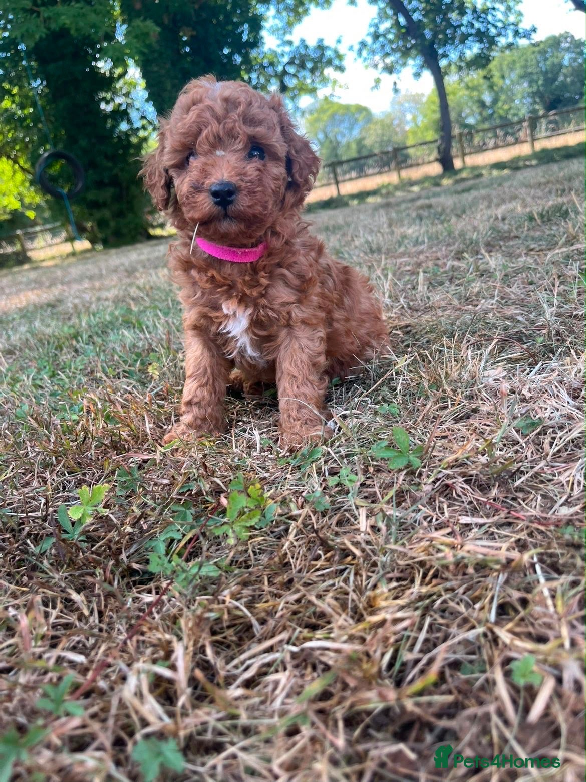 Mixed Breed dogs Stunning little Yorkpoo puppies ❤️🐶  - Advert 2