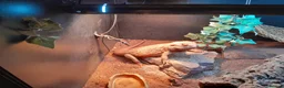Bearded Dragon reptiles for sale: Friendly Adult Bearded Dragon with Vivarium - Advert 7