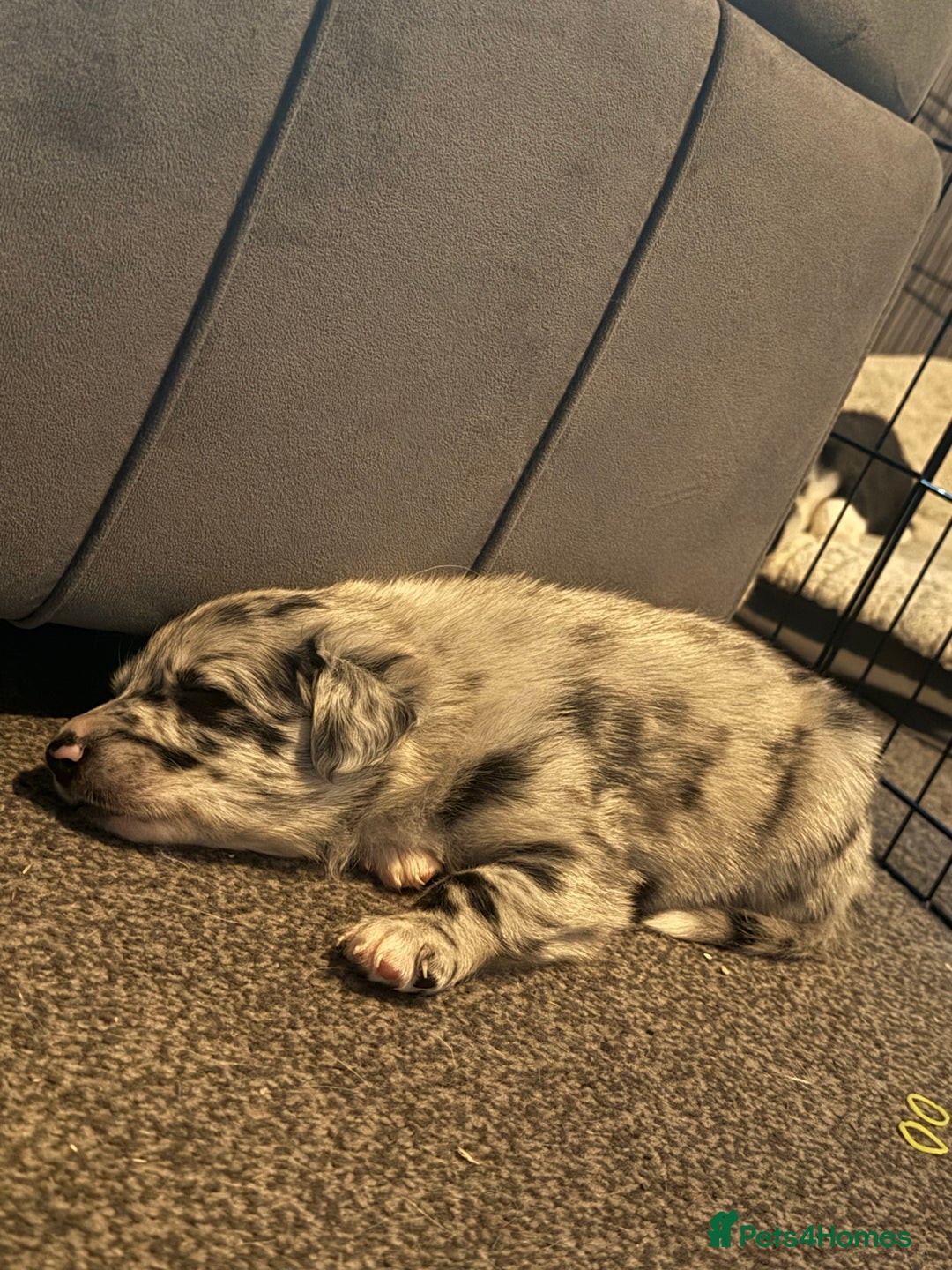 Border Collie dogs for sale: Border Collie Puppies  - Advert 1