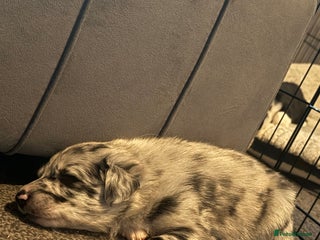 Border Collie dogs Border Collie Puppies - Advert 1