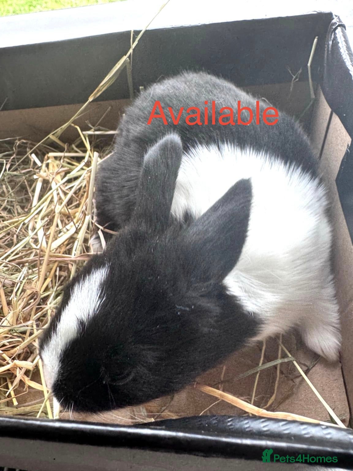 Mixed Breed rabbits 🐰 Beautiful Baby Rabbits – Ready from 8 Weeks - Advert 1