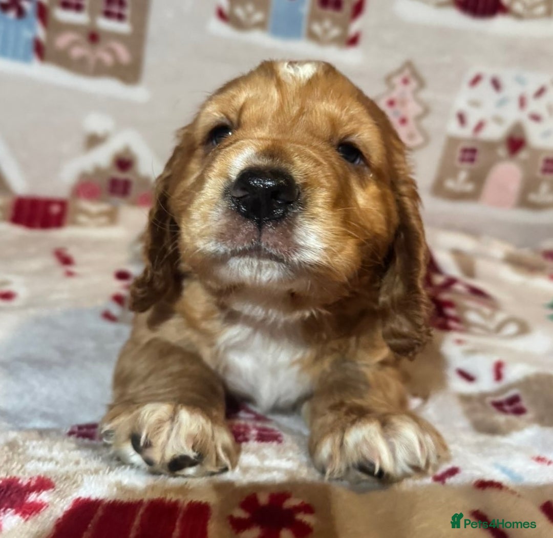 Cocker Spaniel dogs for sale: Beautiful cocker spaniel boys - Advert 3