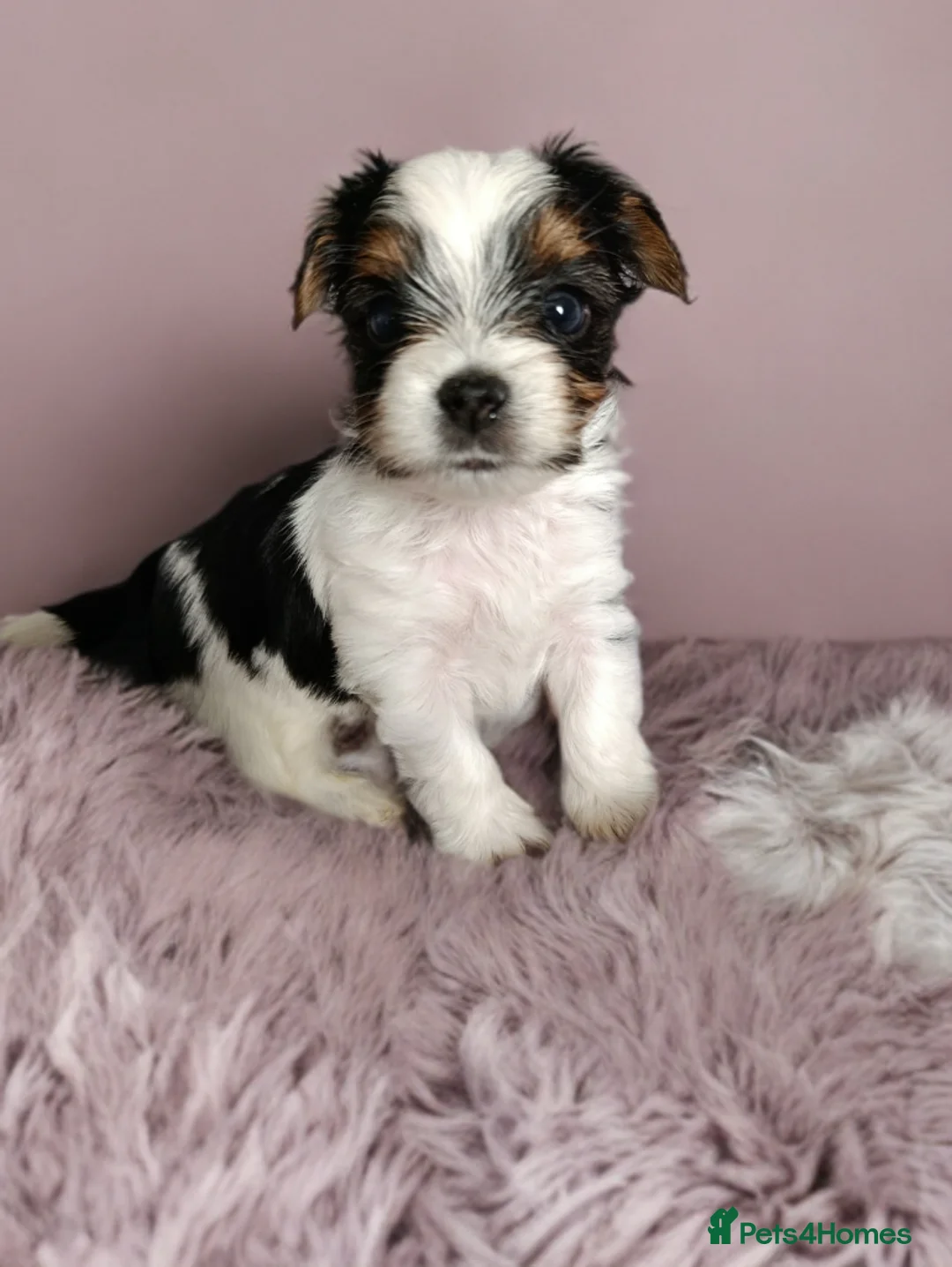 Yorkshire Terrier dogs for sale: Yorkshire terrier biewer🐶   - Advert 11