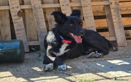Mixed Breed dogs for adoption: Zorro for adoption - Image 15