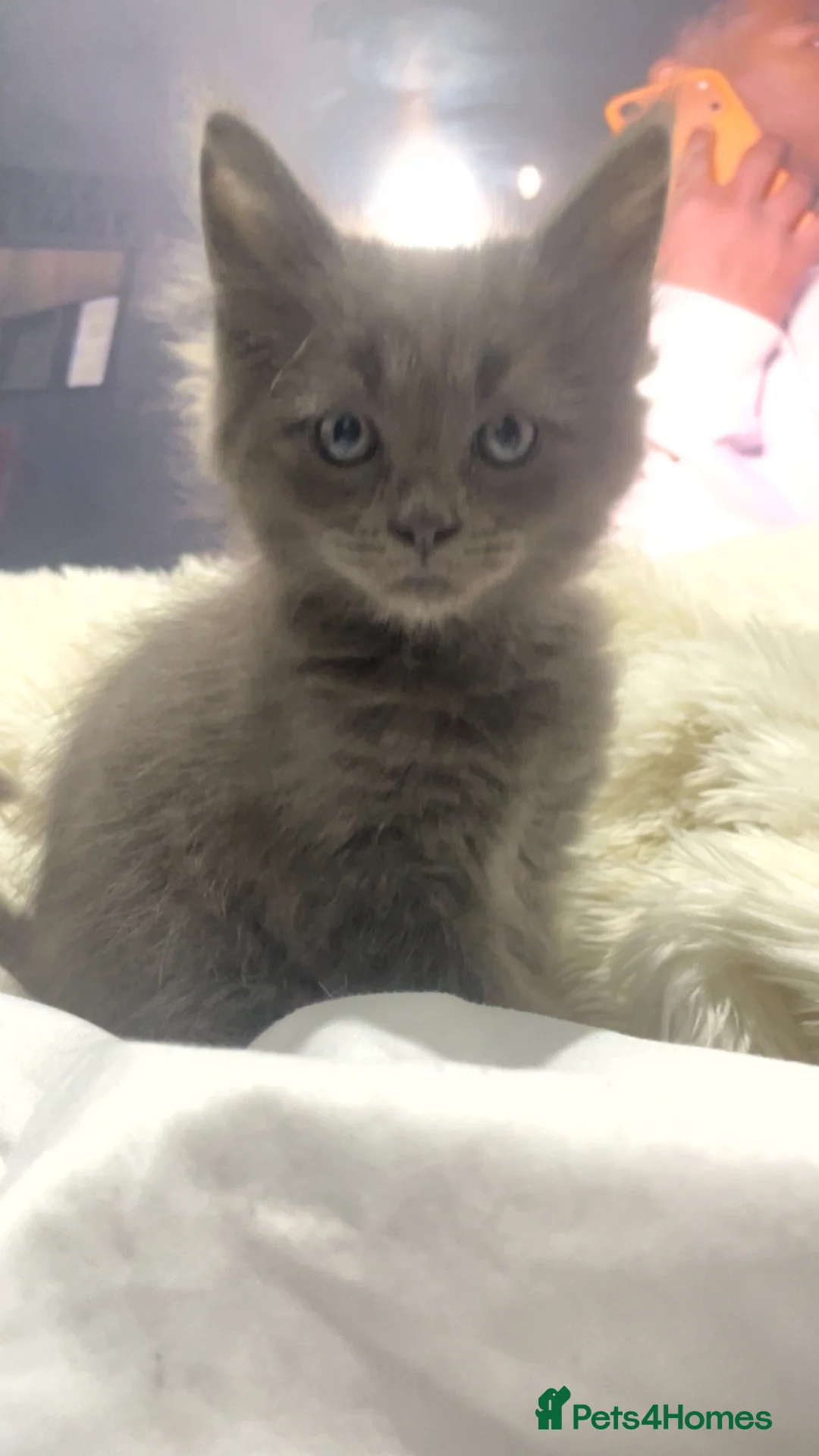 Mixed Breed cats for sale: Maine coon x ragdoll - Advert 2