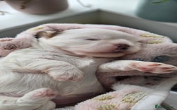 Shih Tzu dogs for sale: Puppies for reservation / sale  - Image 22