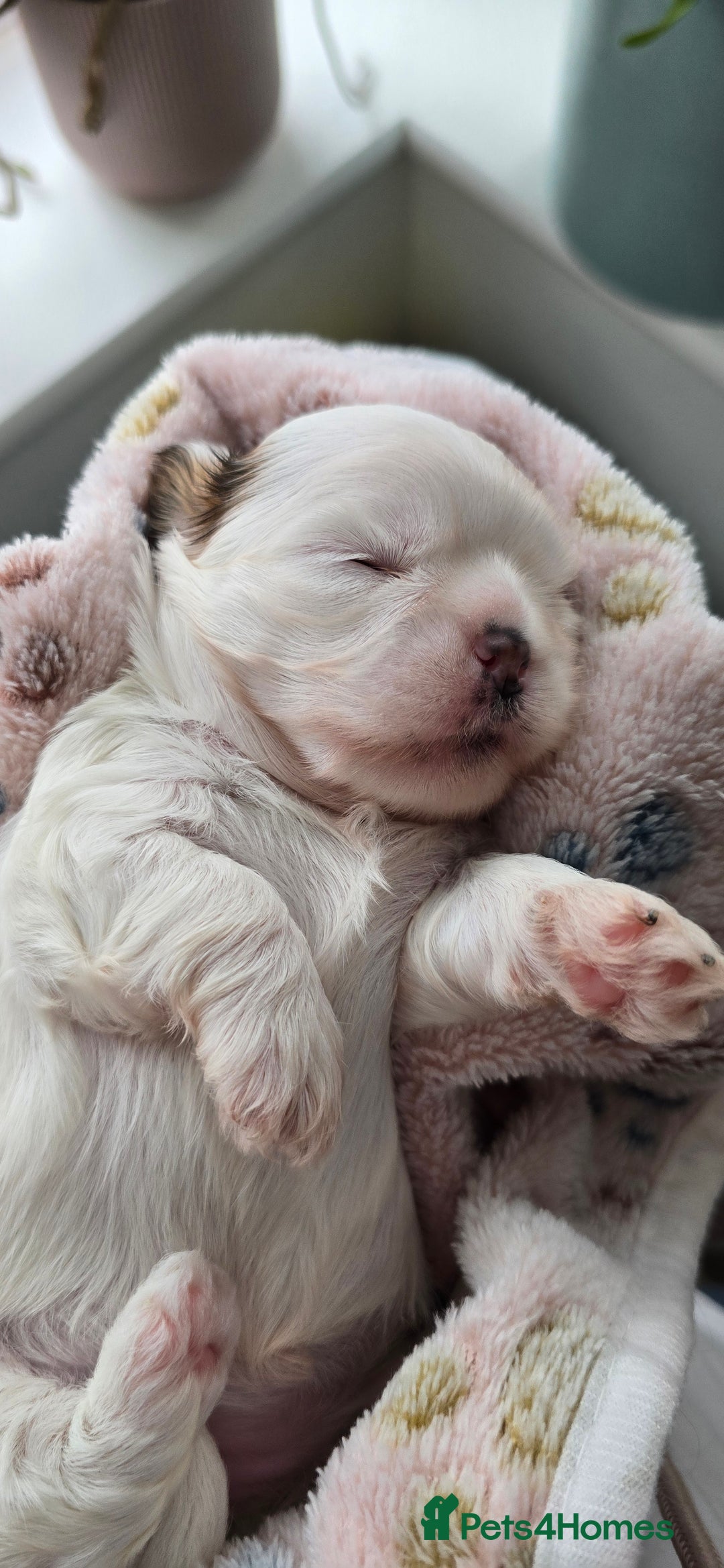 Shih Tzu dogs for sale: Puppies for reservation / sale  - Image 22