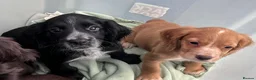 Cocker Spaniel dogs for sale: Ready Now KC reg Working Cocker Spaniels - Advert 16