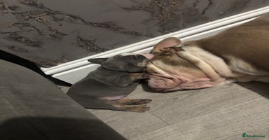 English Bulldog dogs - Advert 6