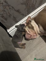 English Bulldog dogs - Advert 5