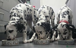 Dalmatian dogs for sale: Gorgeous Dalmation Brothers - Advert 2
