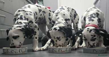 Dalmatian dogs Gorgeous Dalmation Brothers - Advert 1