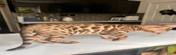 Bengal cats for sale: 2 bengal tiger  cubs for sale  - Advert 14