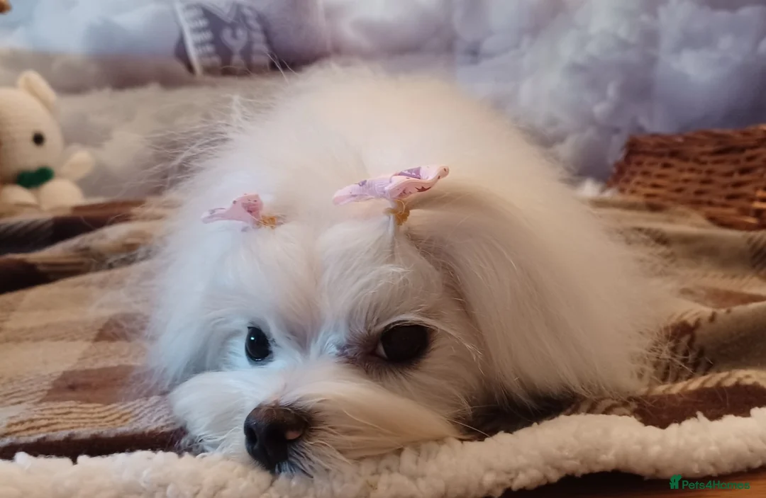 Maltipoo dogs for sale: Stunning Toy F1 Apricot & Cream maltipoo's - Advert 5