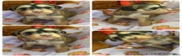 Chinese Crested dogs for sale: Pure Chinese crested  - Advert 1