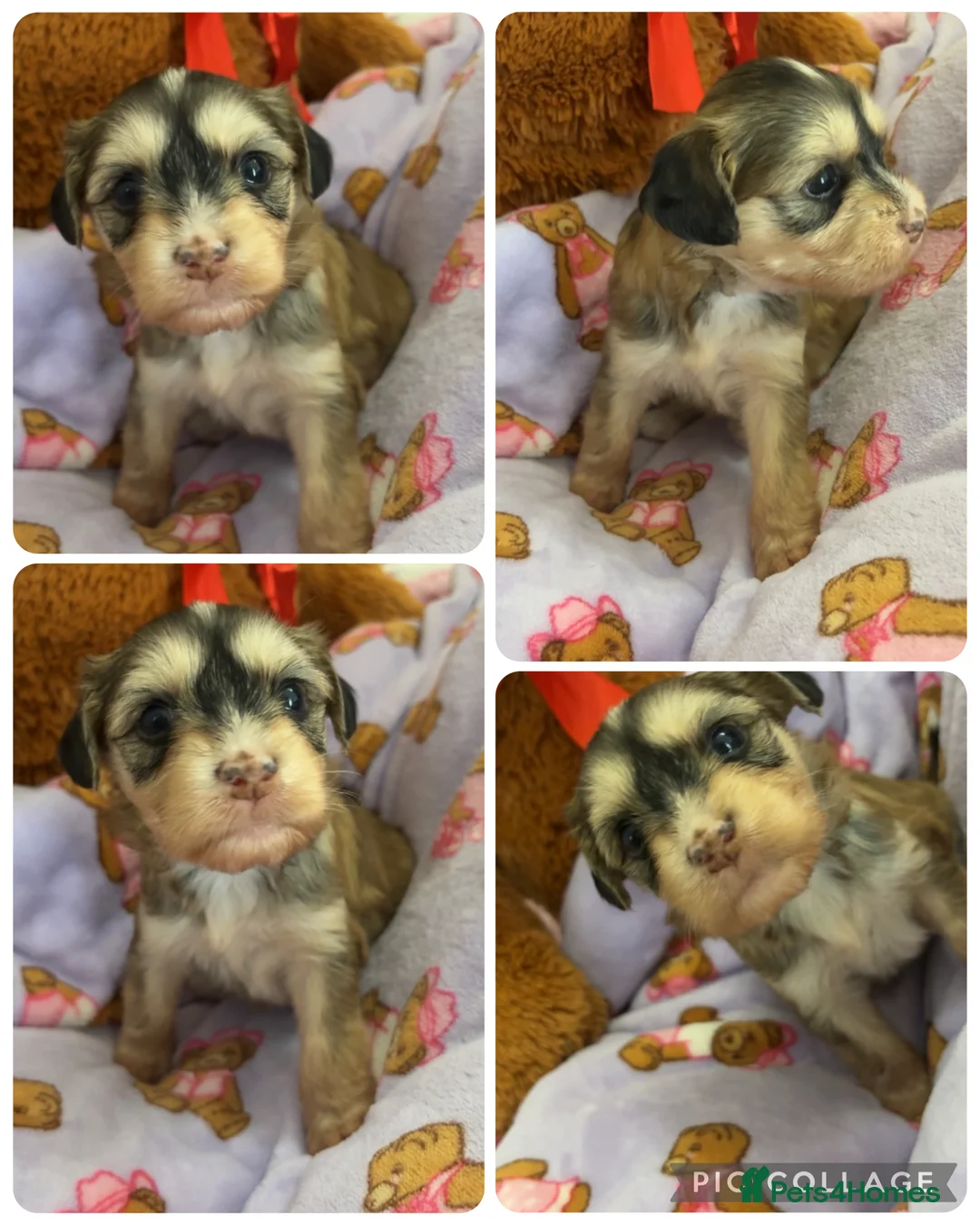 Chinese Crested dogs for sale: Pure Chinese crested  - Advert 1