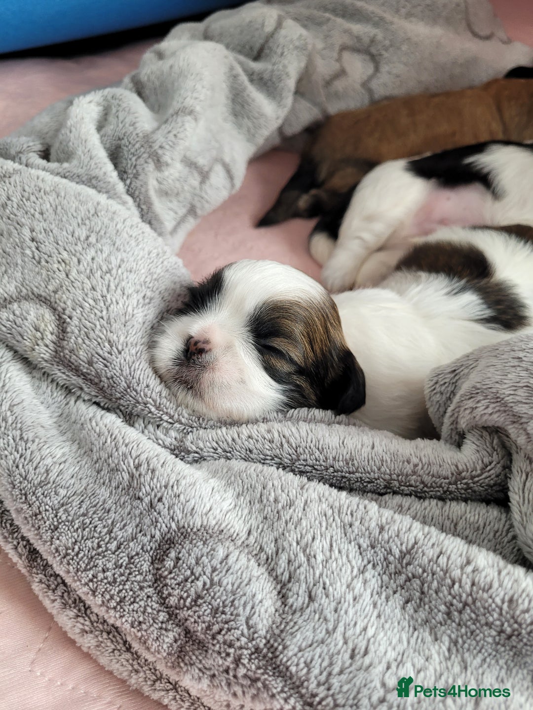 Shih Tzu dogs for sale: Beautiful Shih Tzu Puppies - Image 18
