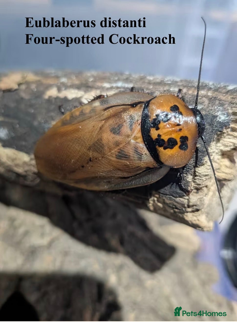 Cockroaches invertebrates Starter colony of Eublaberus distanti Cockroach - Advert 14