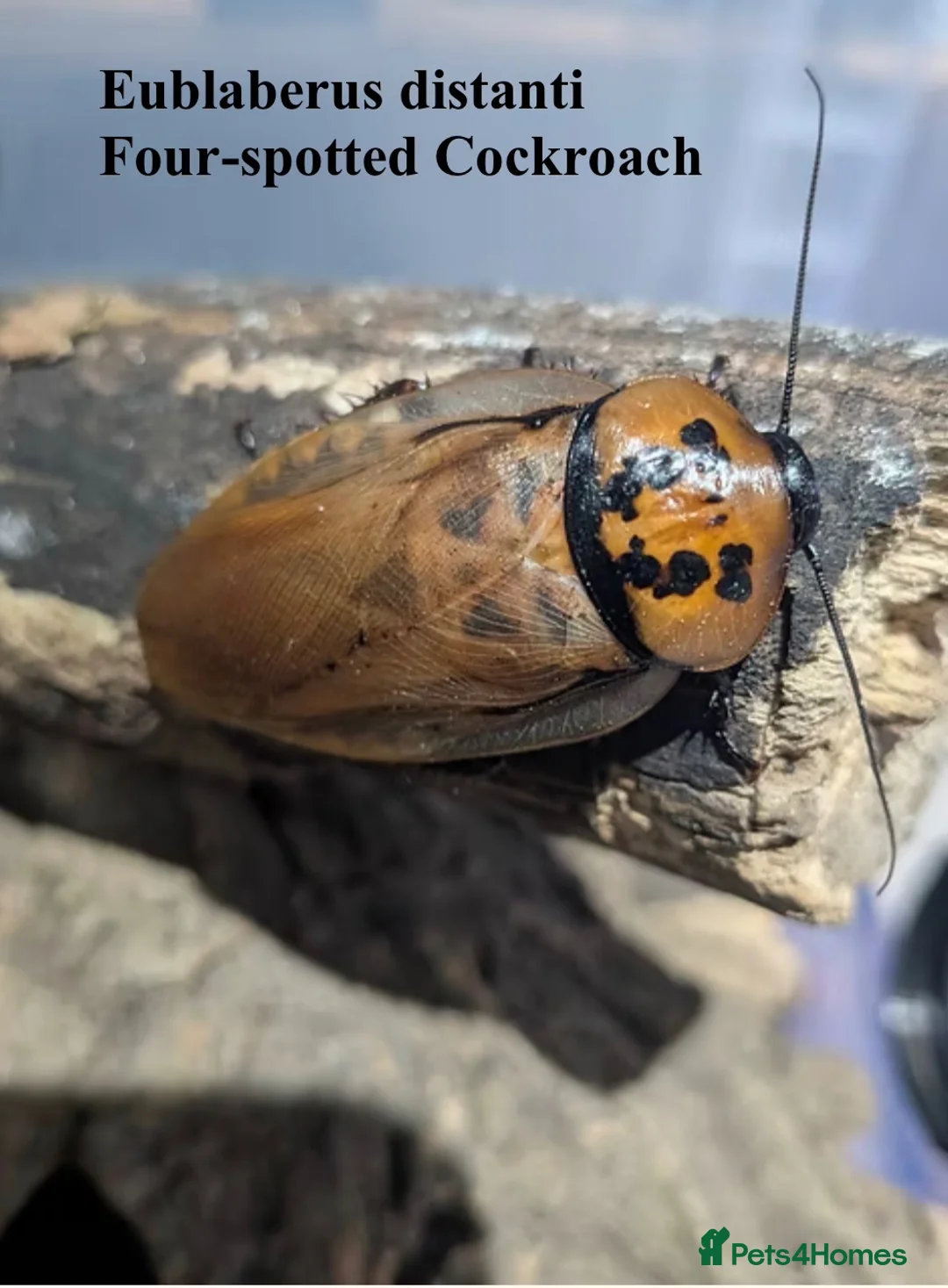 Cockroaches invertebrates for sale: Starter colony of Eublaberus distanti Cockroach - Advert 1