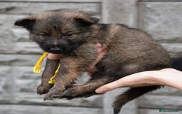 German Shepherd dogs for sale: German Shepherd Puppies - Image 15