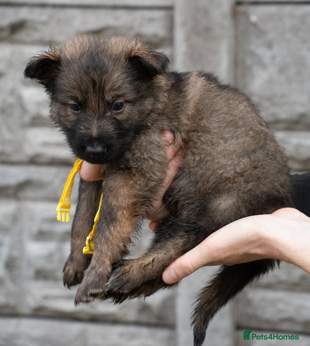 German Shepherd dogs for sale: German Shepherd Puppies - Image 15
