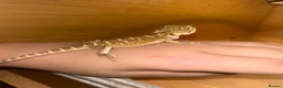 Bearded Dragon reptiles for sale: Super friendly baby bearded dragons - Advert 6