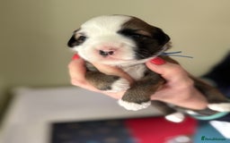 Tibetan Terrier dogs for stud: Tibetan Terrier for Stud Duties - Image 16