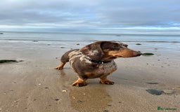 Dachshund dogs for sale: Dachshund for rehoming  - Advert 6