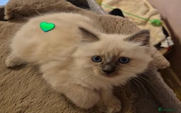 Ragdoll cats for sale: Affordable Ragdolls purebred for sale - Image 7