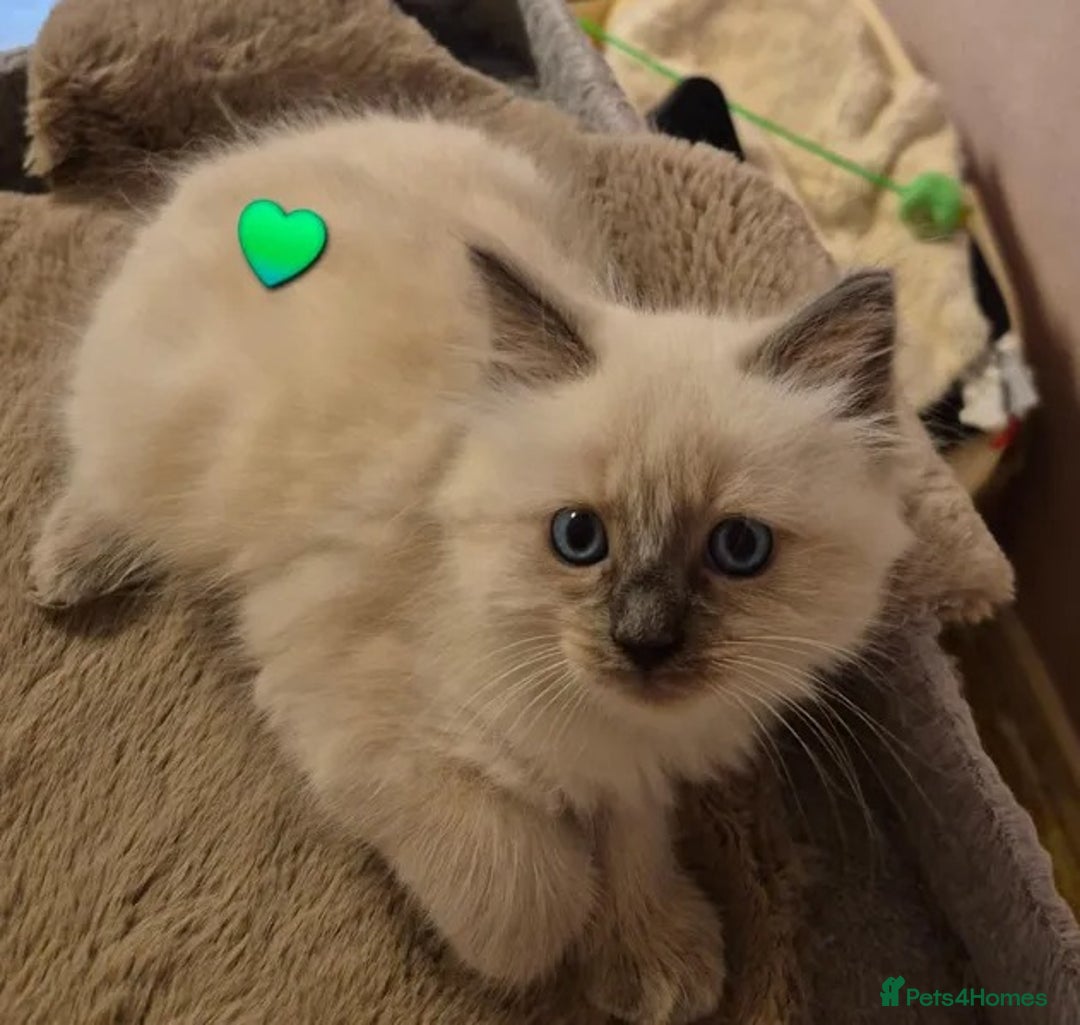 Ragdoll cats for sale: Affordable Ragdolls purebred for sale - Image 7