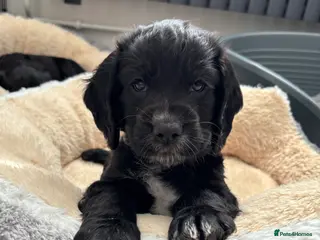 Cocker Spaniel dogs Last available Working Cocker Spaniel Puppies - Advert 1