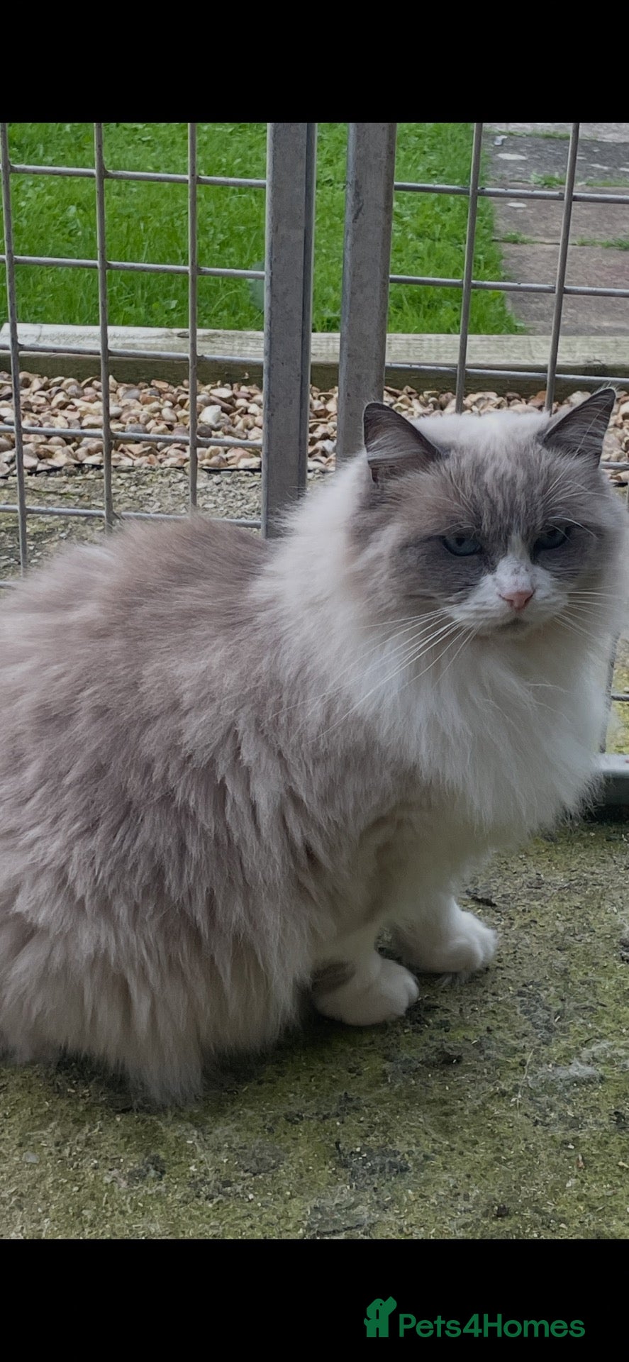Ragdoll cats Bi colour female  - Advert 1