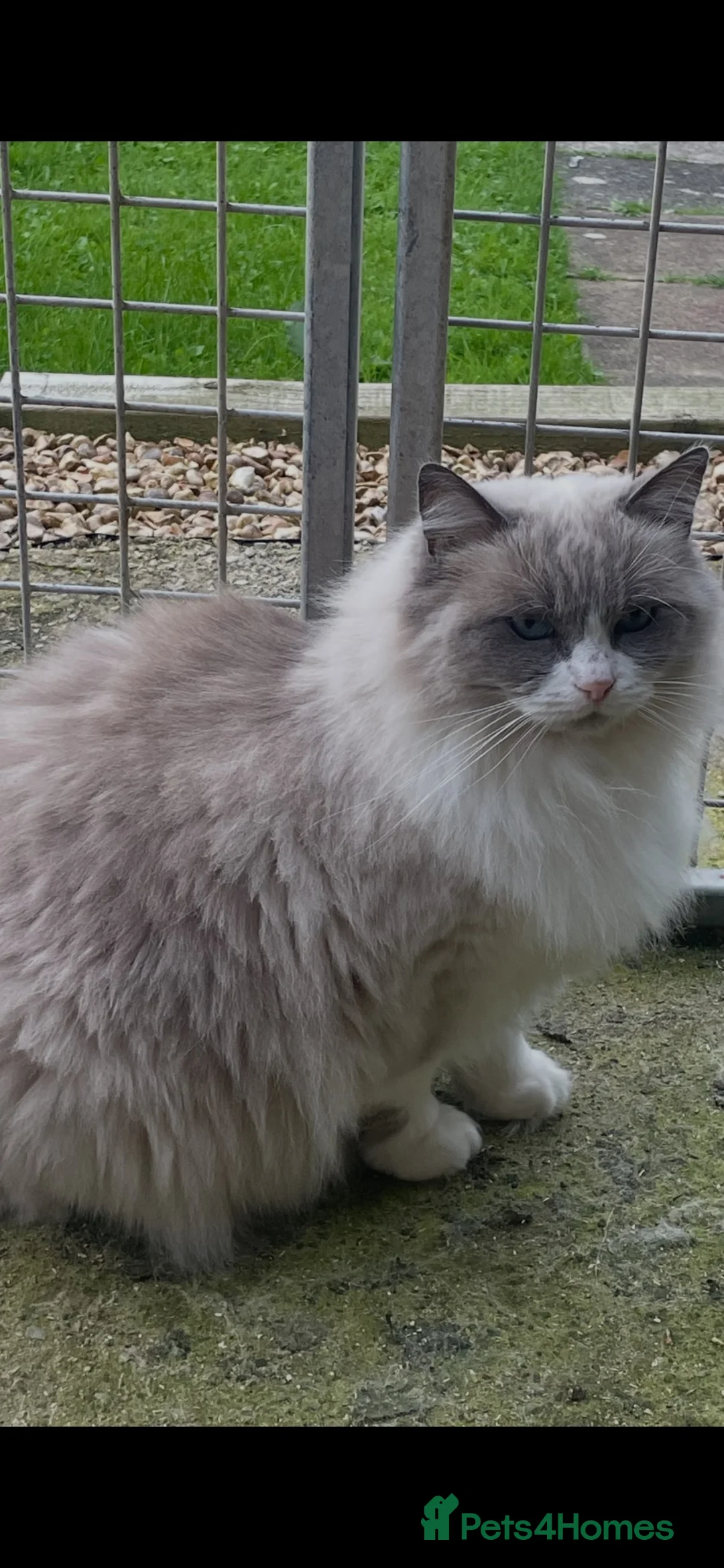 Ragdoll cats for sale: Bi colour female  - Advert 1
