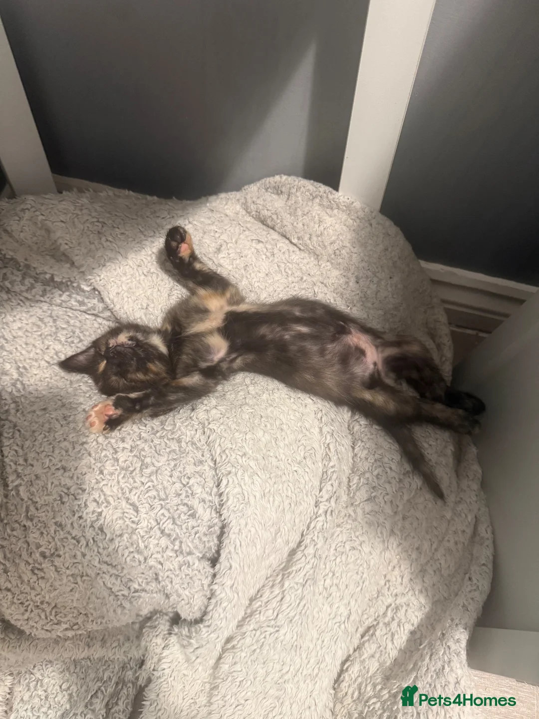 Maine Coon cats for sale: Maincoon x kittens  in Ipswich - Advert 13