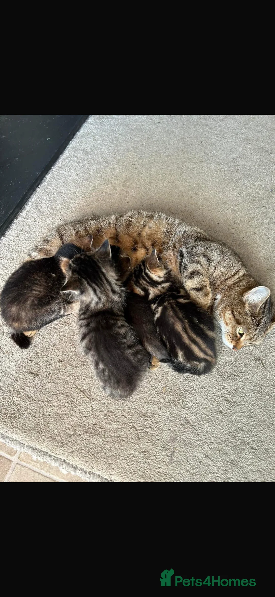 Mixed Breed cats for sale: Must go together!  in Bishops Castle - Advert 11