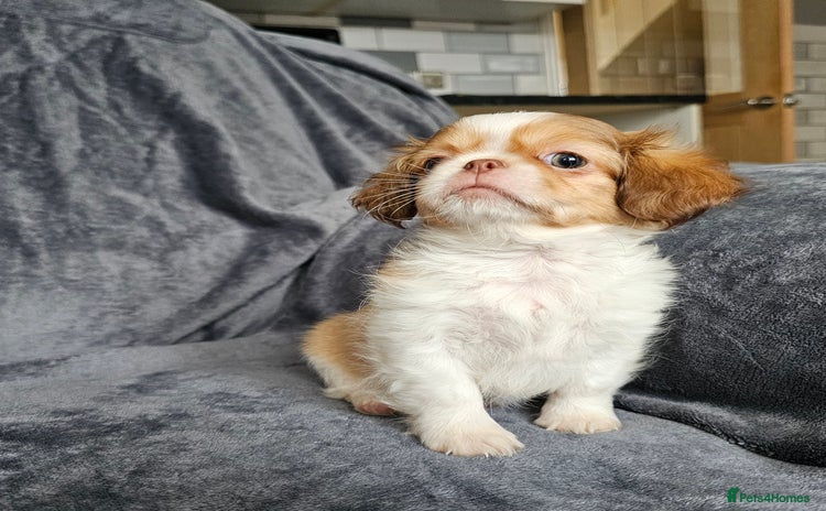 Shih Tzu dogs - Advert 9