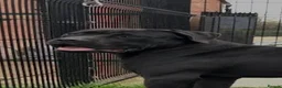 Cane Corso dogs for sale: Uk founder of the CANE CORSO - Advert 9