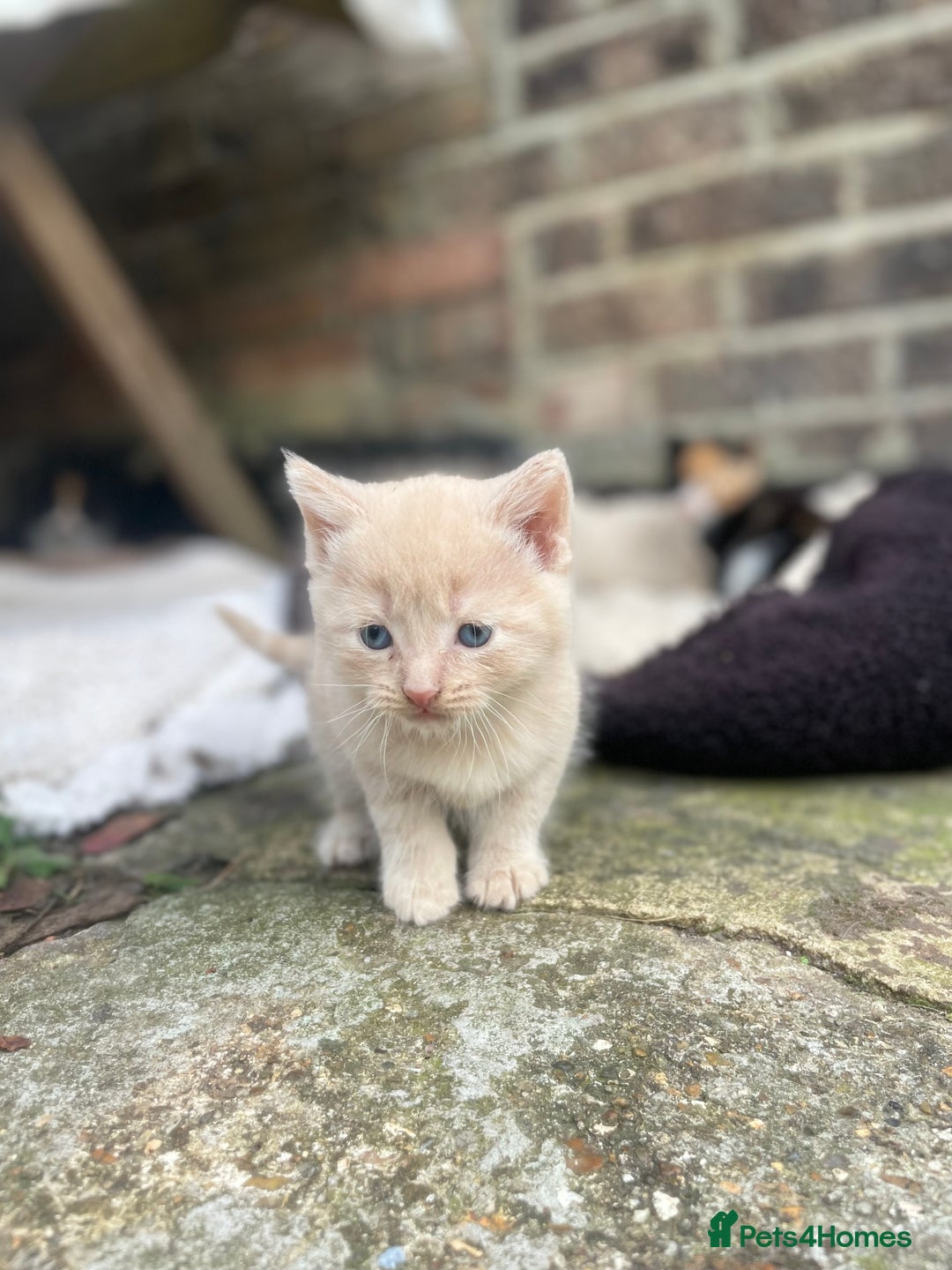 Mixed Breed cats for sale: Kittens for sale  - Image 36