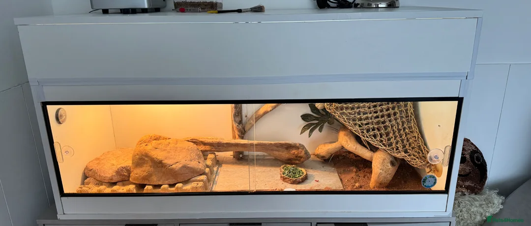 Bearded Dragon reptiles for sale: 4yr Old Bearded Dragon & Vivarium in Tredegar - Advert 2