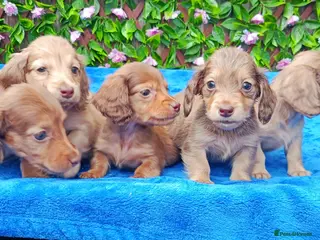 Dachshund dogs SHADED CREAM EXTRA MINI DAXIS PRA KC REG - Advert 6