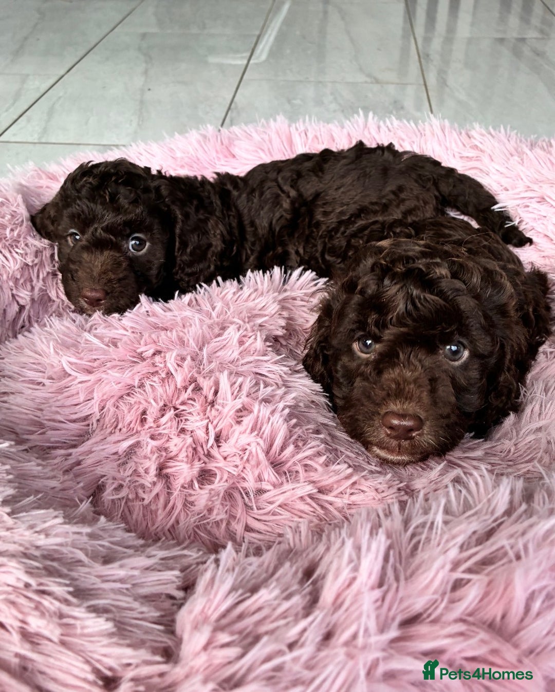 Cockapoo dogs for sale: Miniature cockapoos - Advert 17
