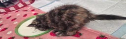 Persian cats for sale: Exotic Persian kittens  - Advert 7