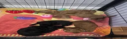 Maltipoo dogs for sale: Beautiful F1b Toy Maltipoo Puppies For Sale - Advert 20