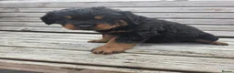 Rottweiler dogs for sale: Long haired Rottweiler  - Advert 5
