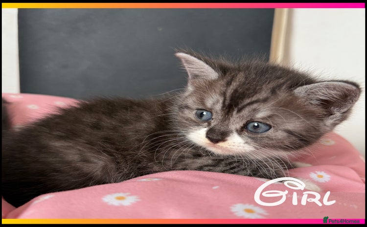 British Shorthair cats - Advert 3