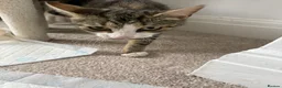 Mixed Breed cats for sale: Rosey, female Tabby mix age 3 - Advert 4