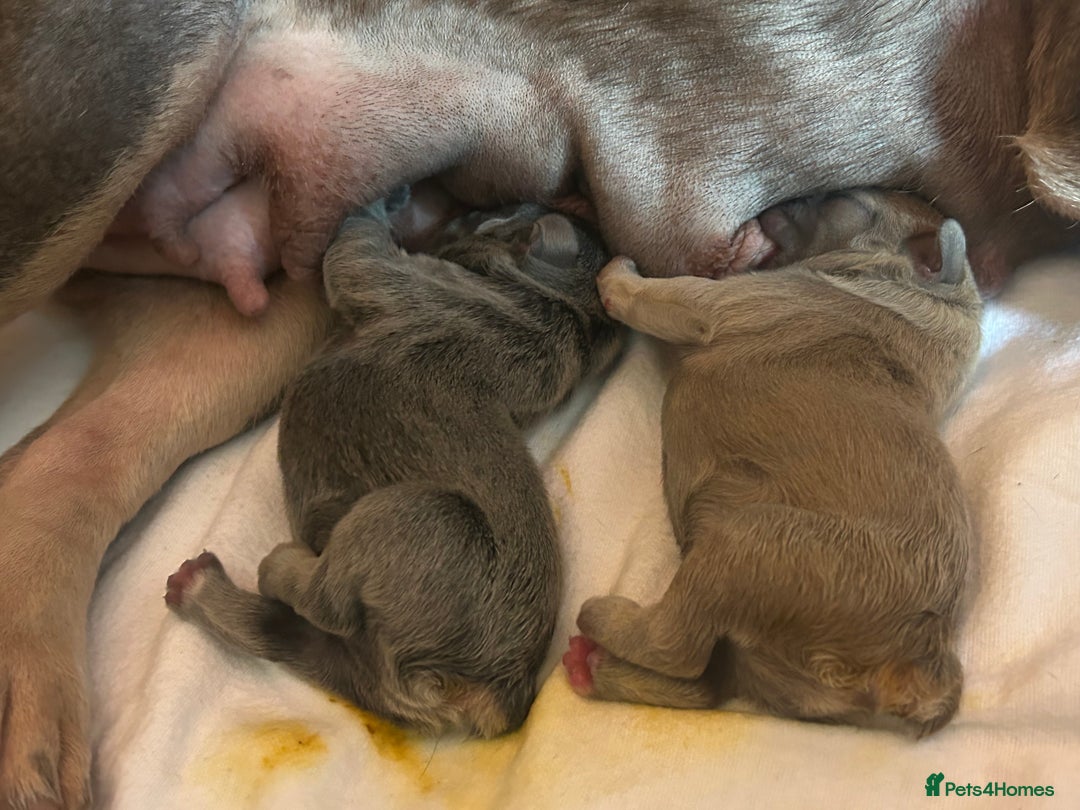 French Bulldog dogs for sale: French bull dogs  - Image 14